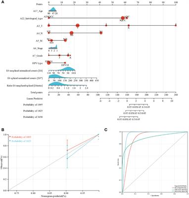 Construction of an immune-related ceRNA network in cervical cancer based on HPV E6 splicing